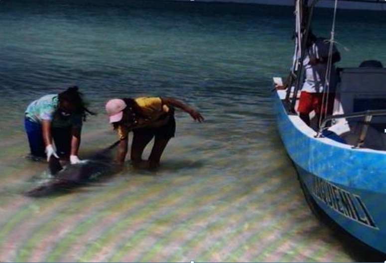 Participa personal de ECOSUR en atención a varamientos de un delfín y de un manatí