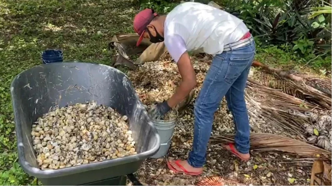 Registran muerte de más de 94 mil caracoles chivita en Laguna de Bacalar en junio