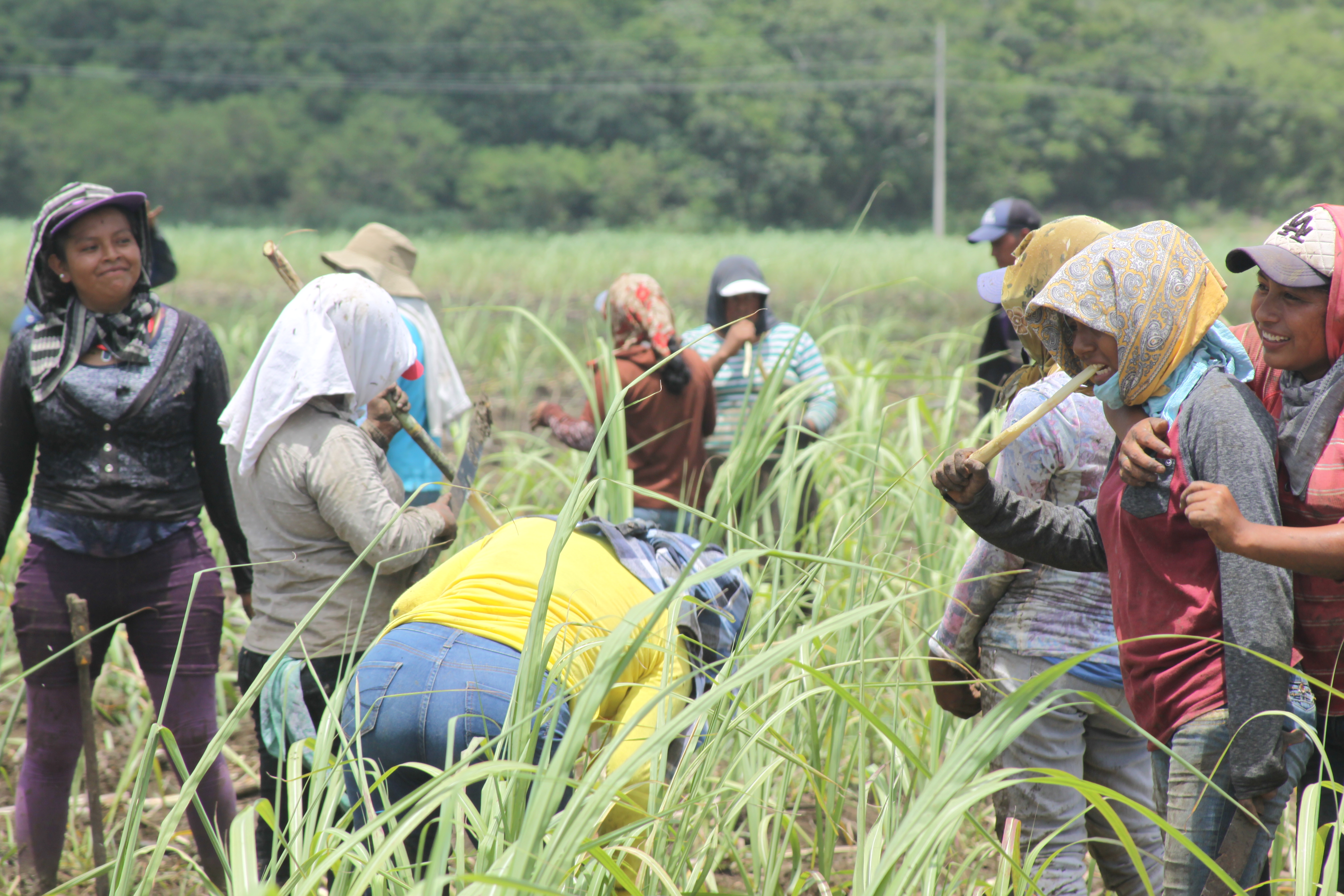 Aportes de la academia en la movilidad de trabajadores agrícolas