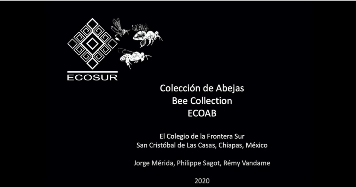 Colección de abejas – Bee collection – ECOSUR