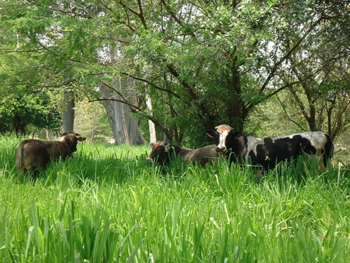 Agroforestería y ganado: Una antigua y estratégica amistad