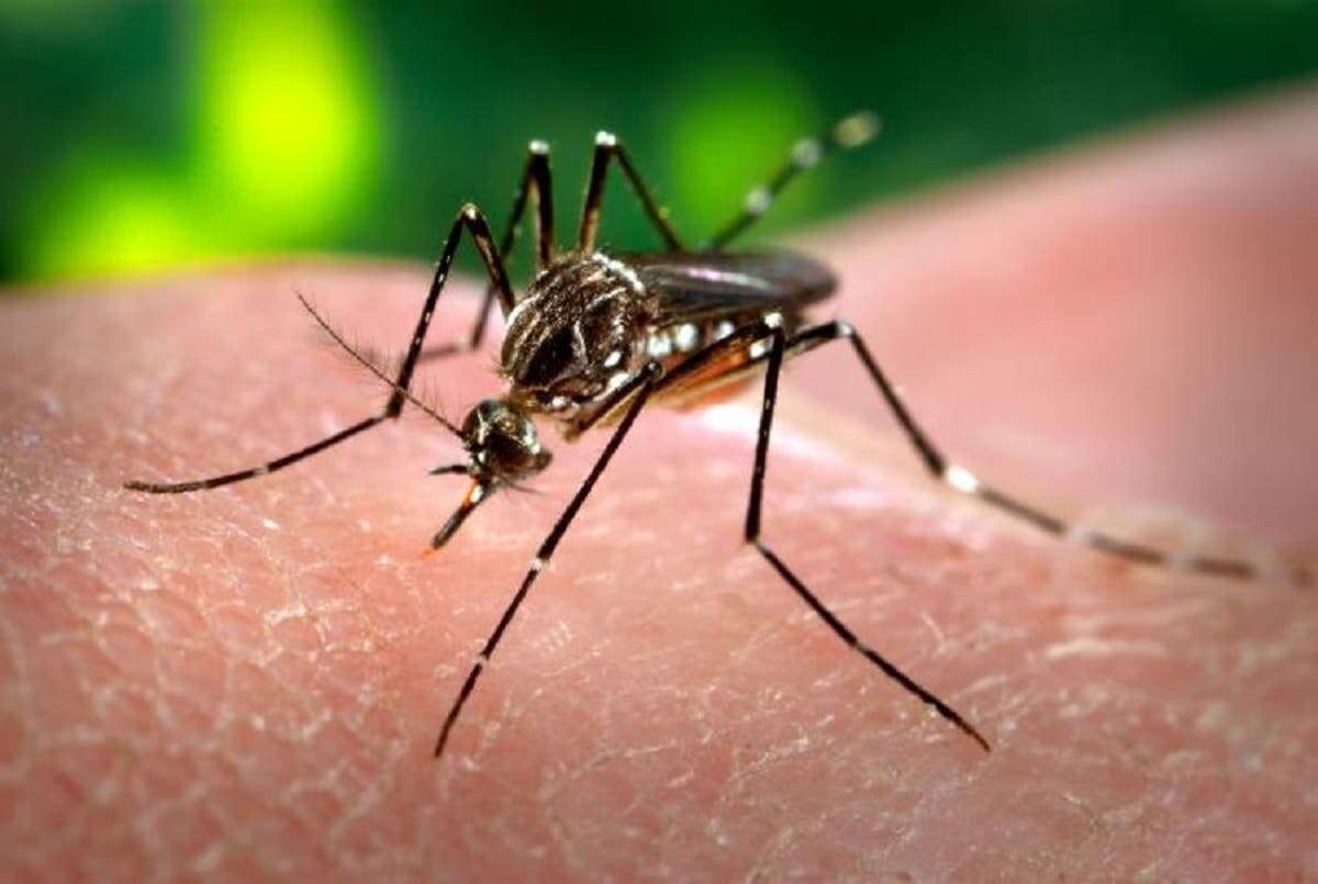 ¿Te has preguntado cómo te encuentran los mosquitos?