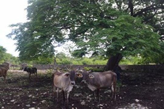 Hierbas y otras vainas con el ganado en el acahual