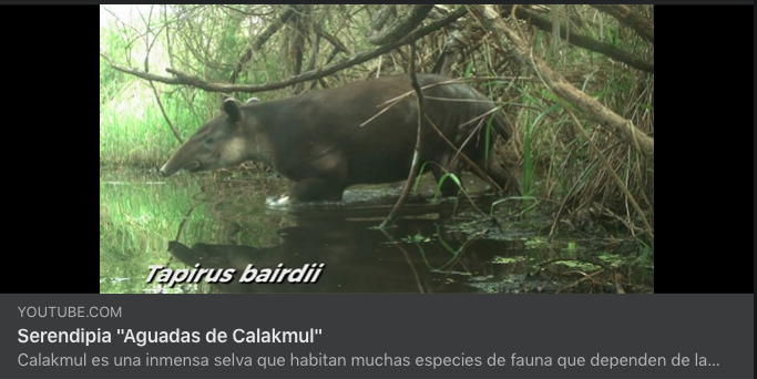 Serendipia “Aguadas de Calakmul”