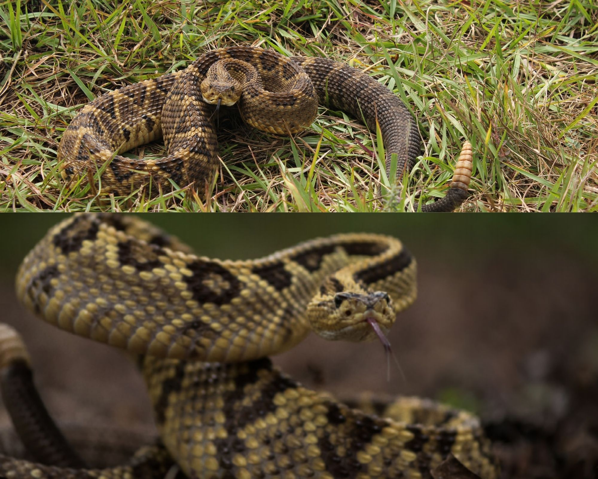 Investigadores de ECOSUR y de la UNAM describen dos nuevas especies de víbora de cascabel para México