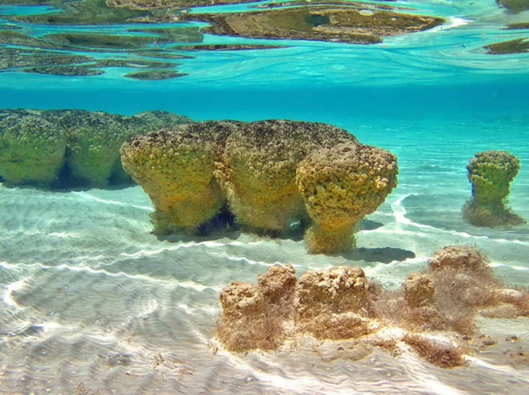 Bacalar, ¿calidad de agua incompatible con su vida acuática?