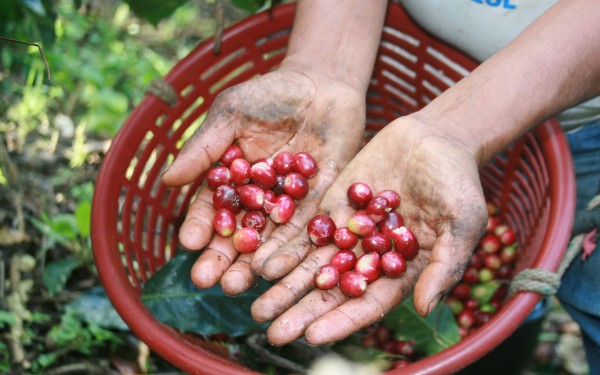 La resiliencia de las familias campesinas de Chiapas ante la crisis constante del café