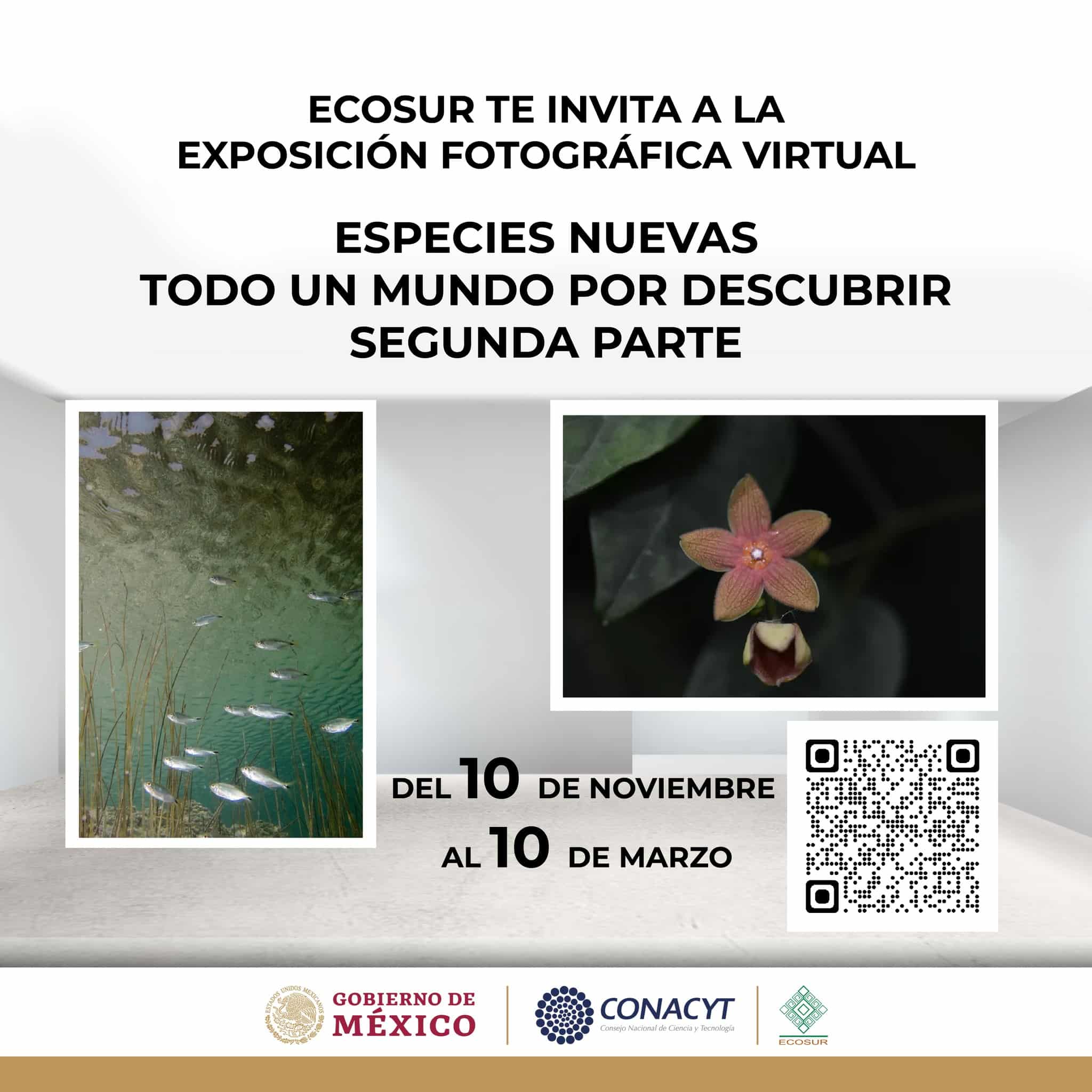 Presentan serie fotográfica de especies descubiertas