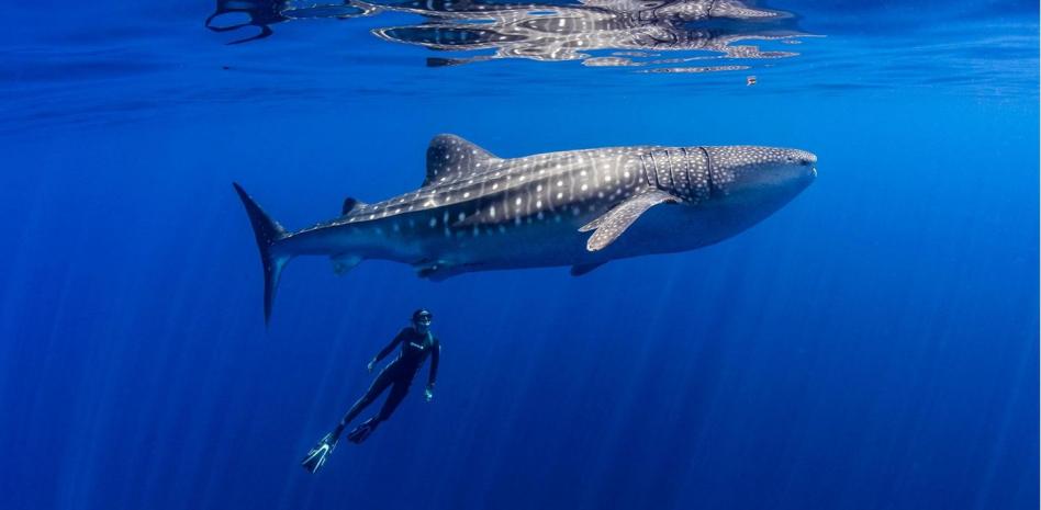 Ramón Bonfil, del ECOSUR, documentó la inmersión de tiburones ballena y tiburones blancos hasta más de 1 km de profundidad