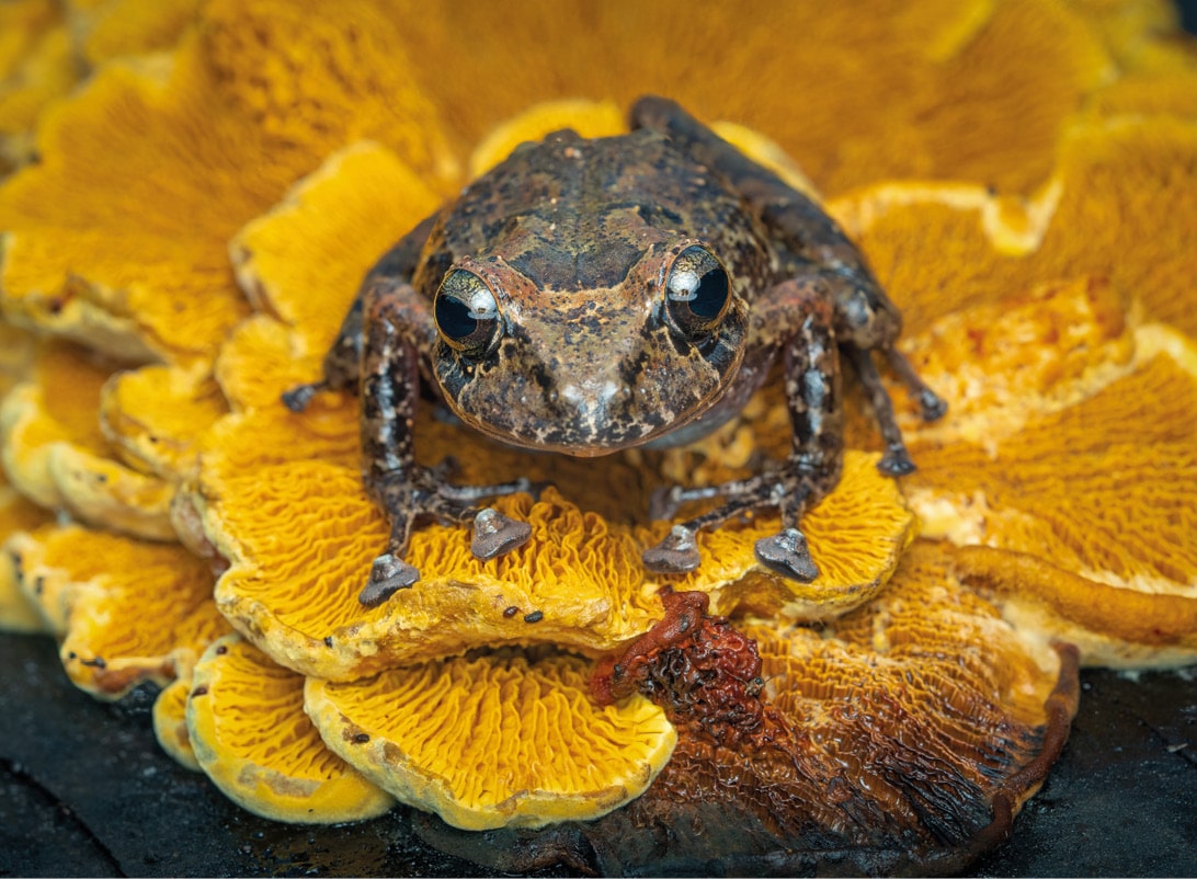 Ni princesas ni príncipes encantados, solo anfibios amenazados