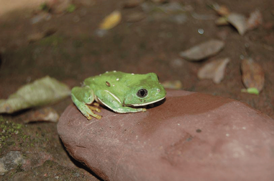 Ranita verduzca (Agalychnis dacnicolor). Fotografía: Erandi Monroy.