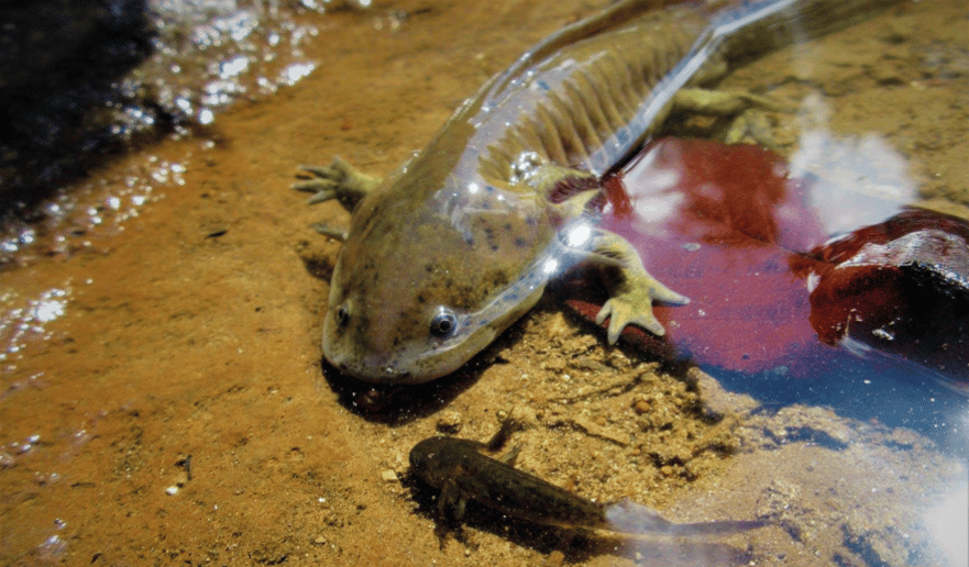  Ajolote del altiplano (Ambystoma velasci). Fotografía: Erandi Monroy