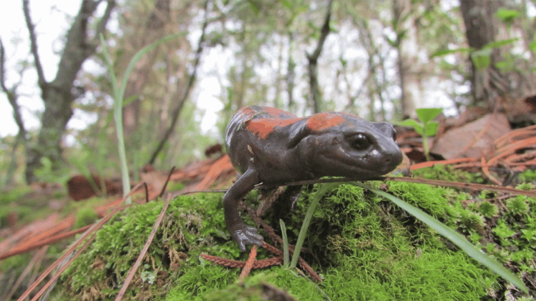 Tlaconete pinto (Isthmura bellii). Fotografía: Erandi Monroy.