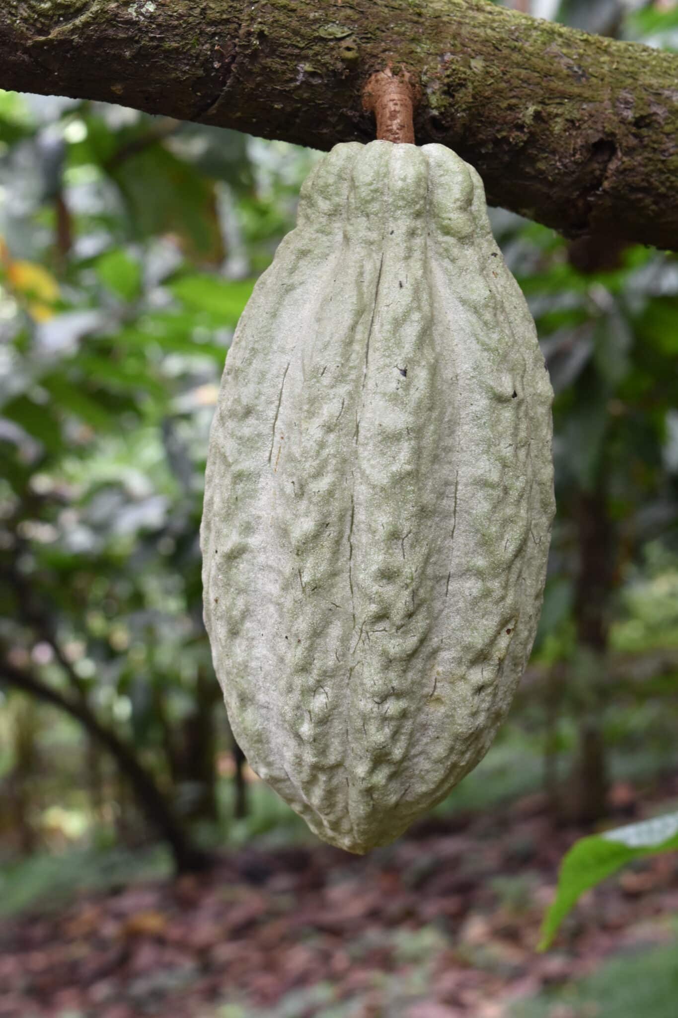 Los cacaotales de México una oportunidad para conservarla biodiversidad: importancia biológica y cultural