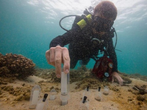 Doctor mexicano en Ciencias Marinas documenta especies del Golfo de México, donde se pretende extraer petróleo a 3 mil metros de profundidad