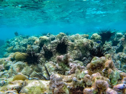 Enfermedades de los arrecifes de coral reducen aun más sus poblaciones