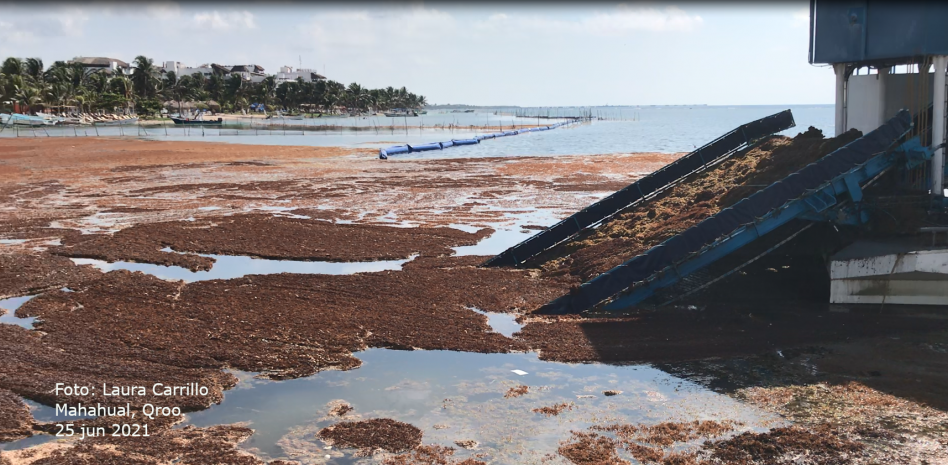 Instituciones nacionales atienden el problema de sargazo en el Caribe mexicano