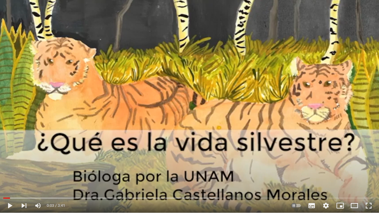 ¿Qué es la vida silvestre? || Dra. Gabriela Castellanos Morales