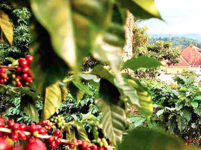 Alertan investigadores sobre nuevas plagas para el café robusta Chiapas.