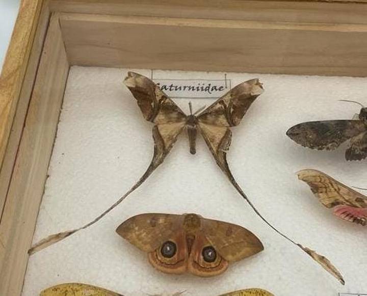 Insectos fantásticos del Soconusco, son los súper héroes de la naturaleza