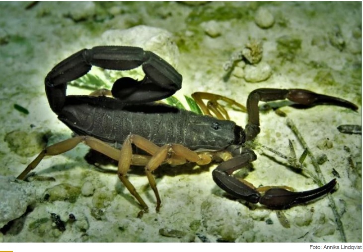 Alacranes ayudan al combate de las cucarachas