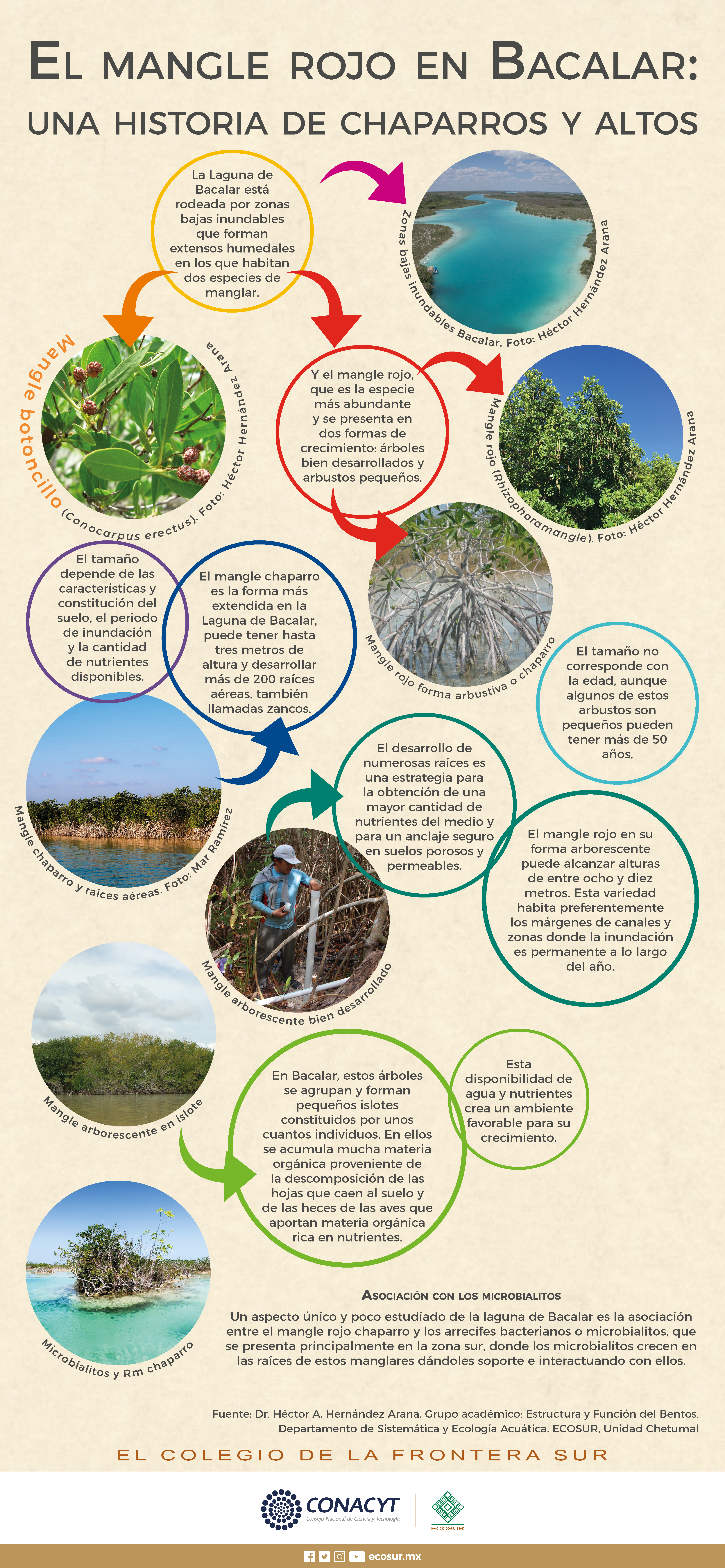 El mangle rojo en Bacalar: Una historia de chaparros y altos
