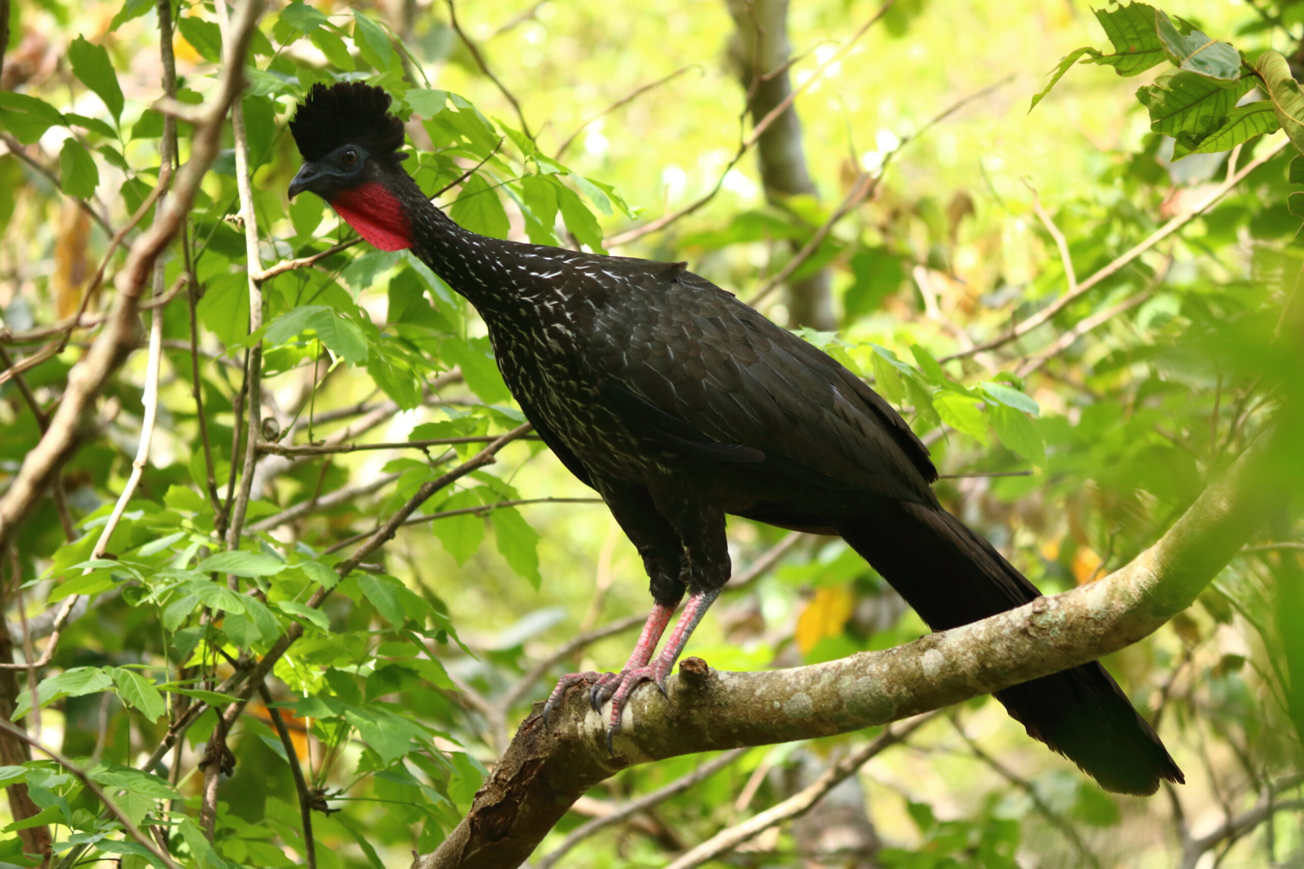 Proponen medidas para enfrentar el colonialismo en el estudio de las aves en América Latina y el Caribe