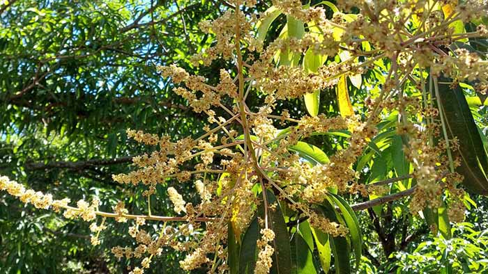 Se ha Logrado Controlar la Mosca de la Fruta Hasta en un 50%