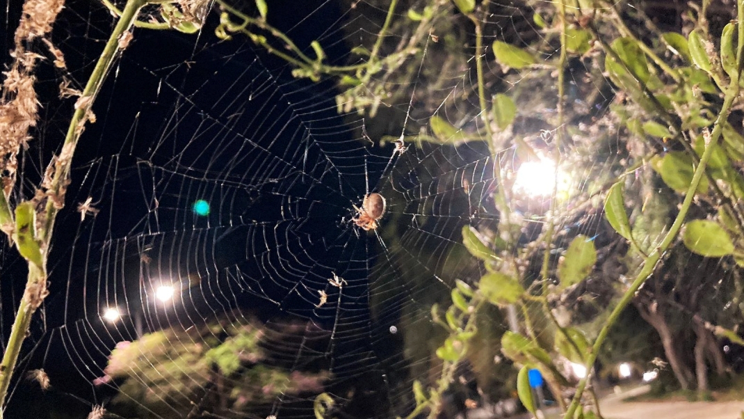 Invasión de arañas en la Bahía de Chetumal como respuesta a los moscos bobos