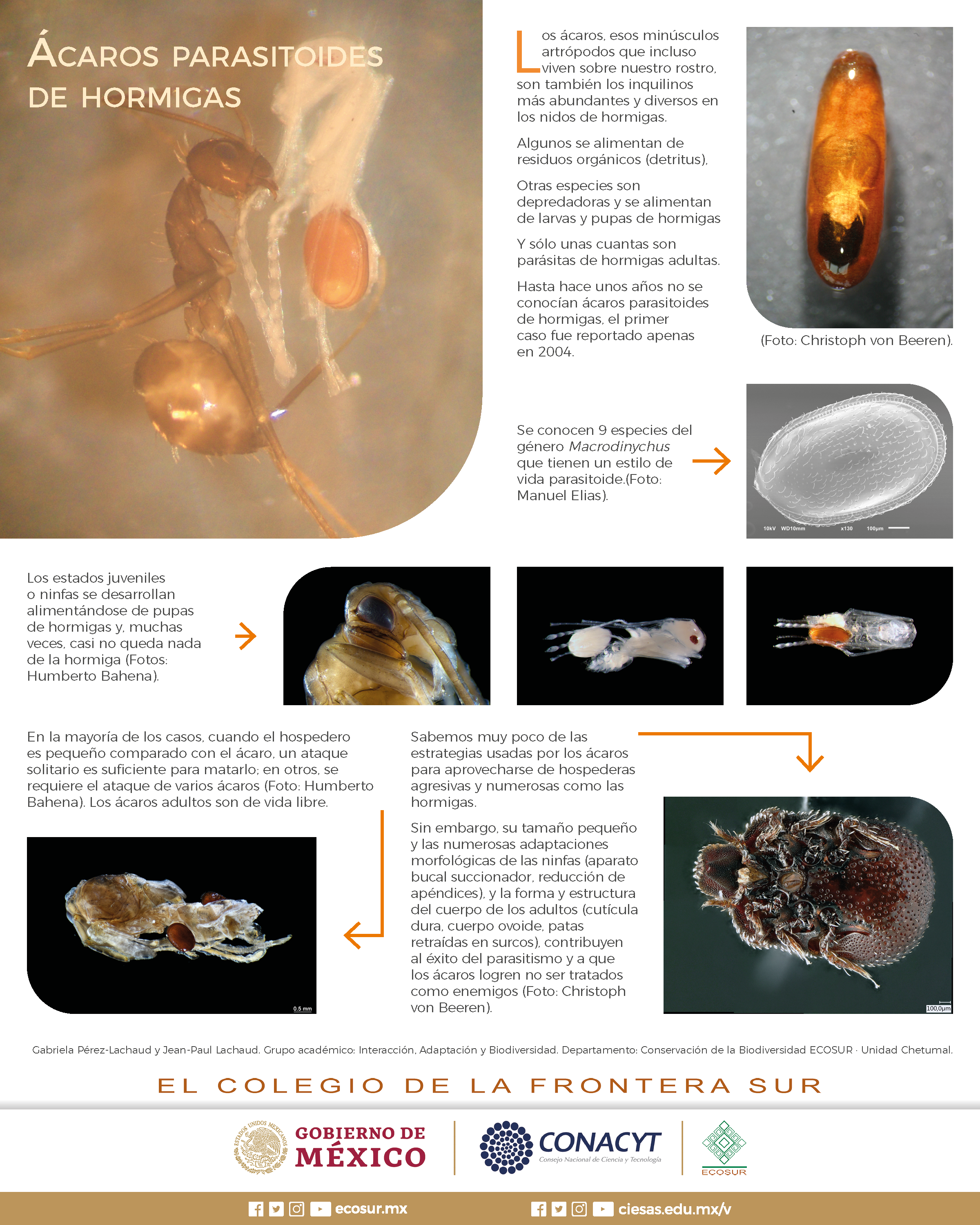 Ácaros parasitoides de hormigas