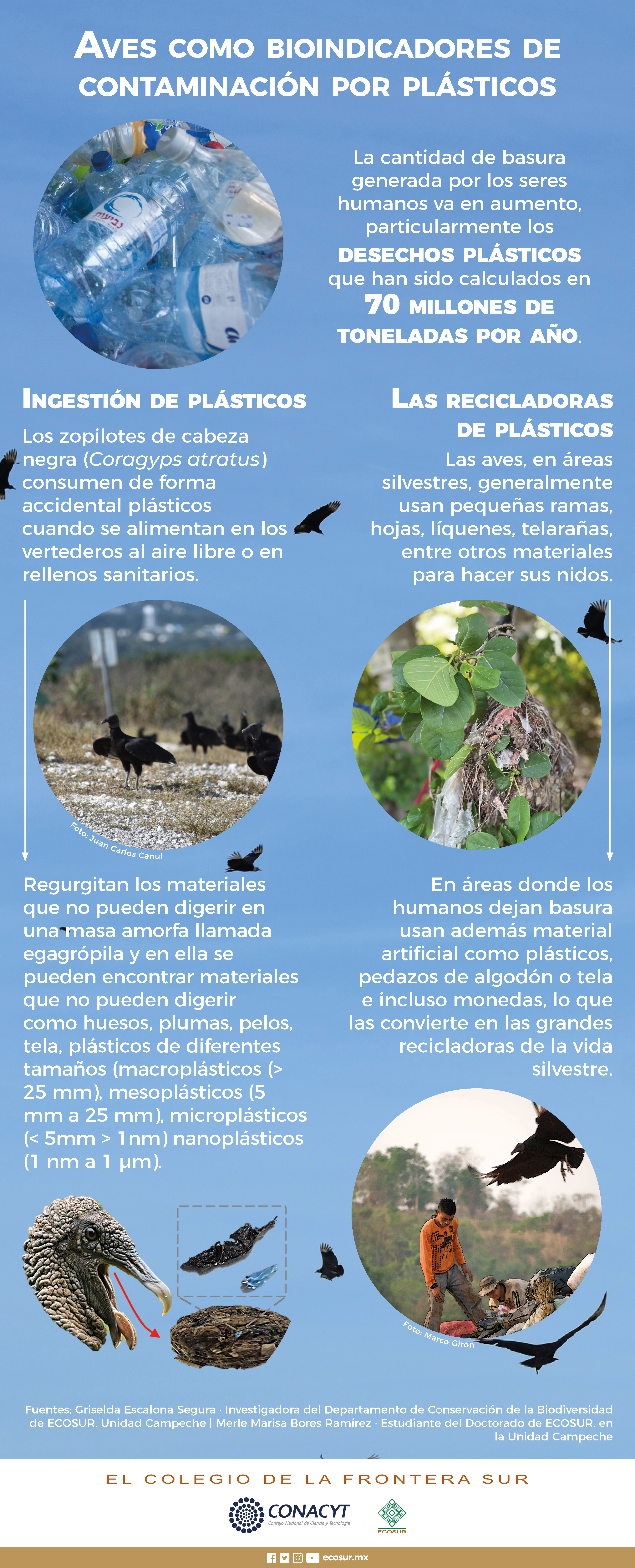 Aves como bioindicadores de contaminación por plásticos