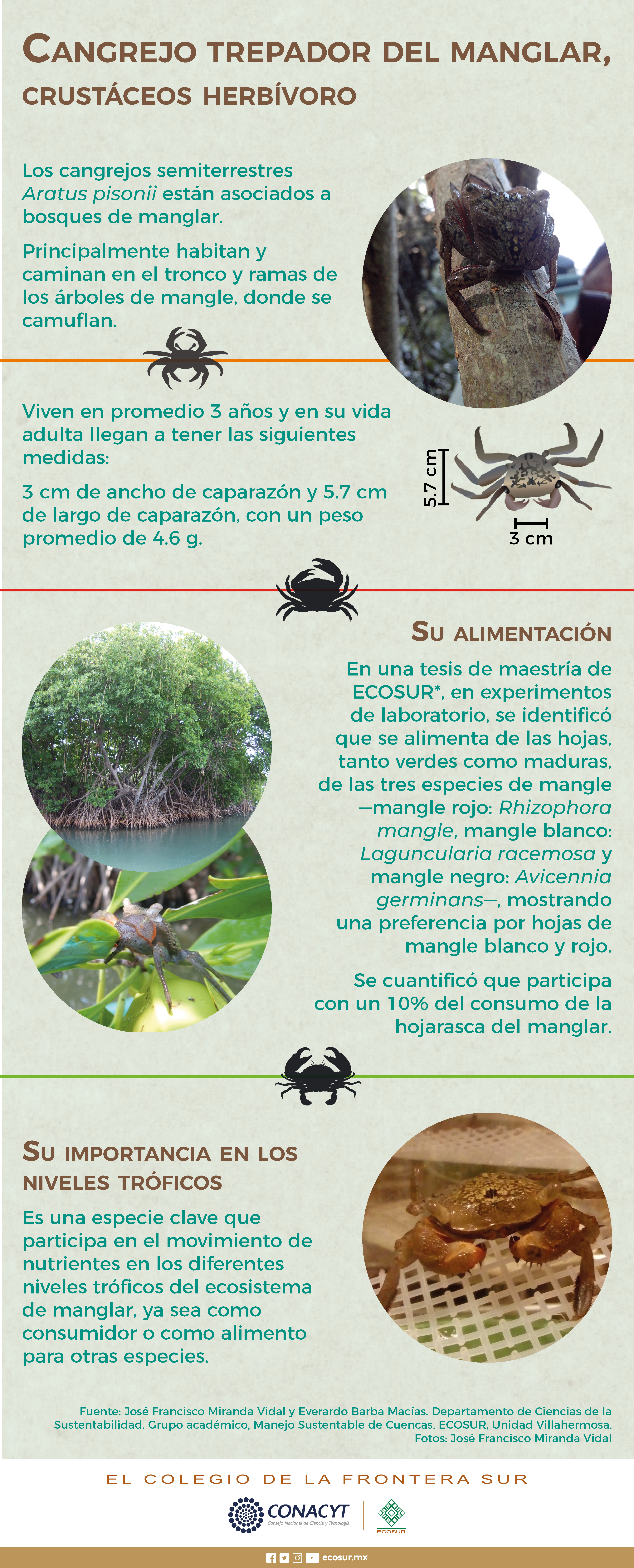 Cangrejo trepador del manglar, crustáceo herbívoro