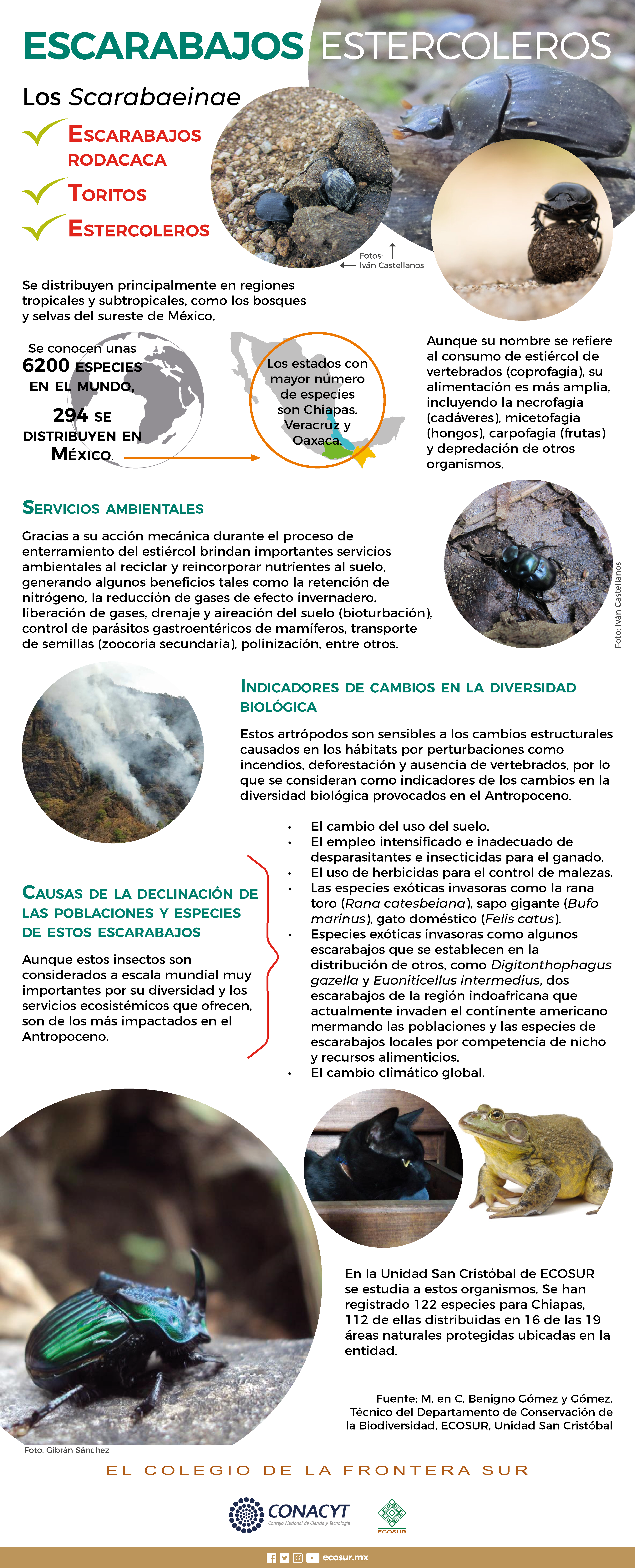 Los escarabajos estercoleros se distribuyen principalmente en regiones tropicales y subtropicales, como los bosques y selvas del sureste de México.