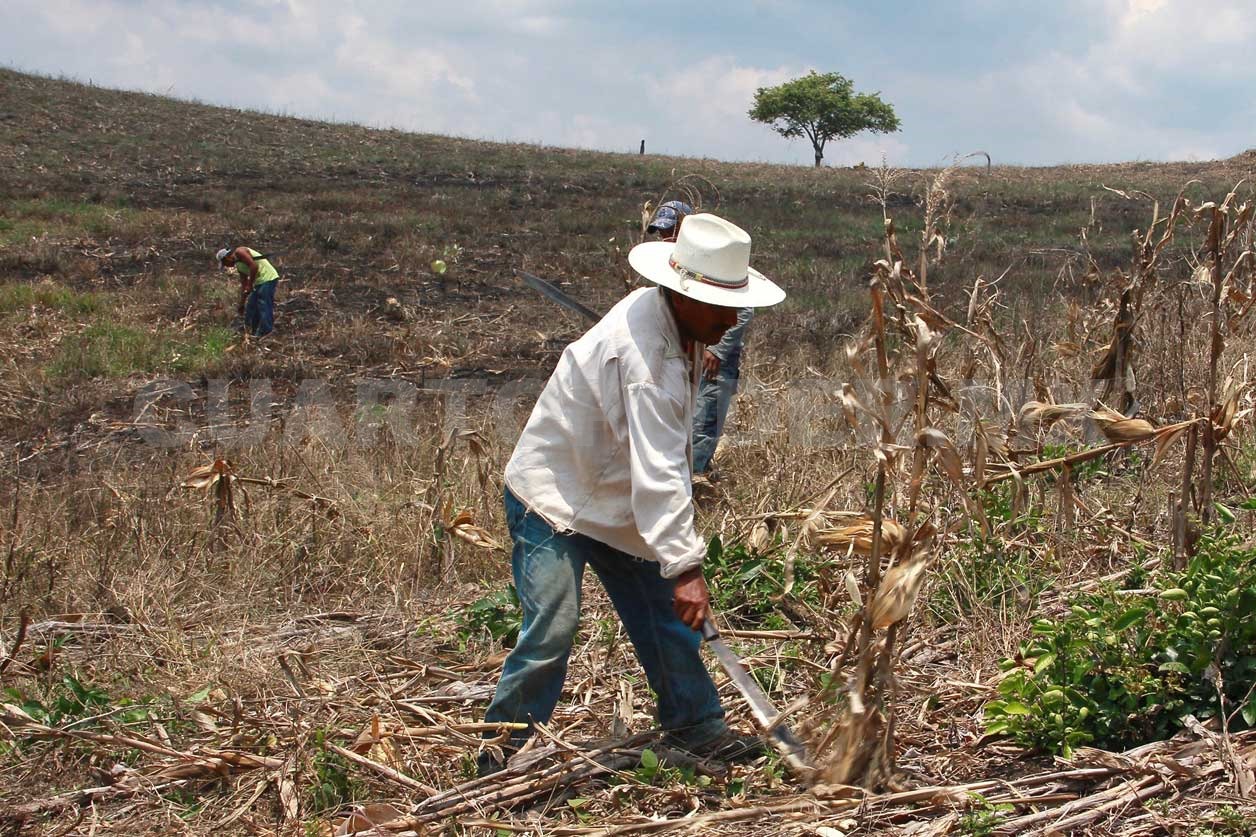 Campesinos, protectores de la agricultura tradicional