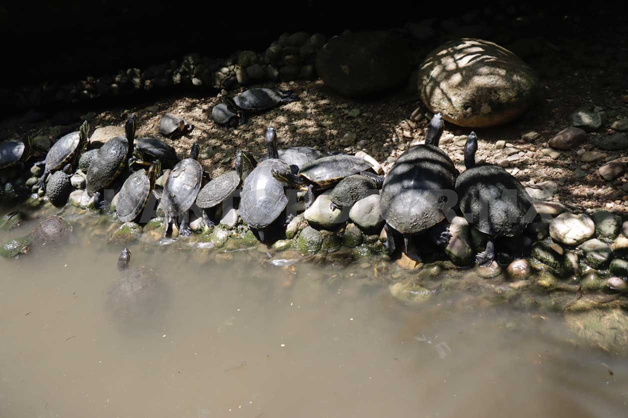 Realizan novedosa investigación sobre tortugas blancas