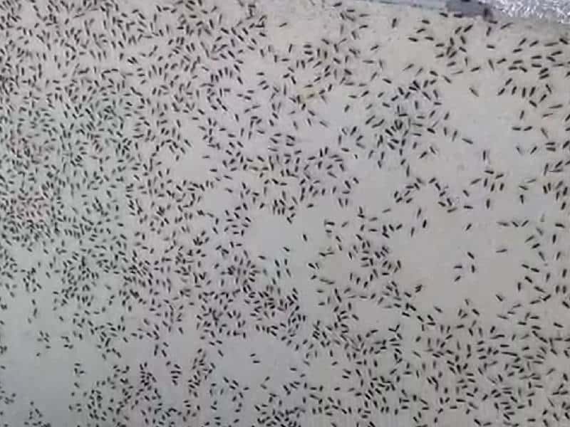 Reportan brote masivo del “Mosquito Bobo” en el sur de QRoo