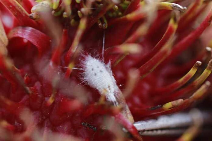 Plaga «Piojo Harinoso» Afecta Severamente a las Cosechas de Rambután: Productores