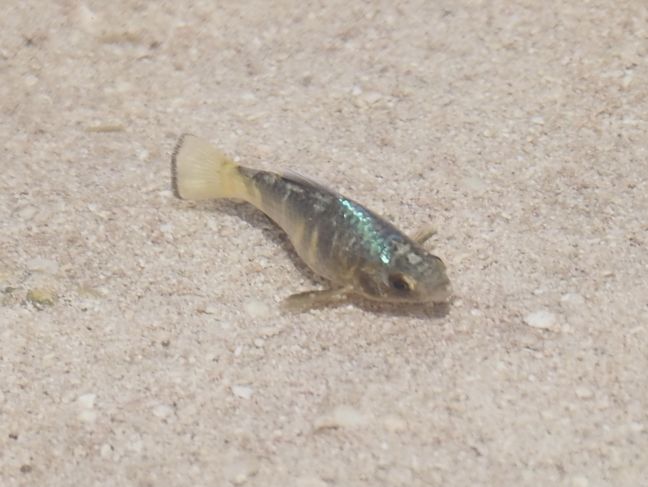 Pez bolín, minúsculo habitante del manglar