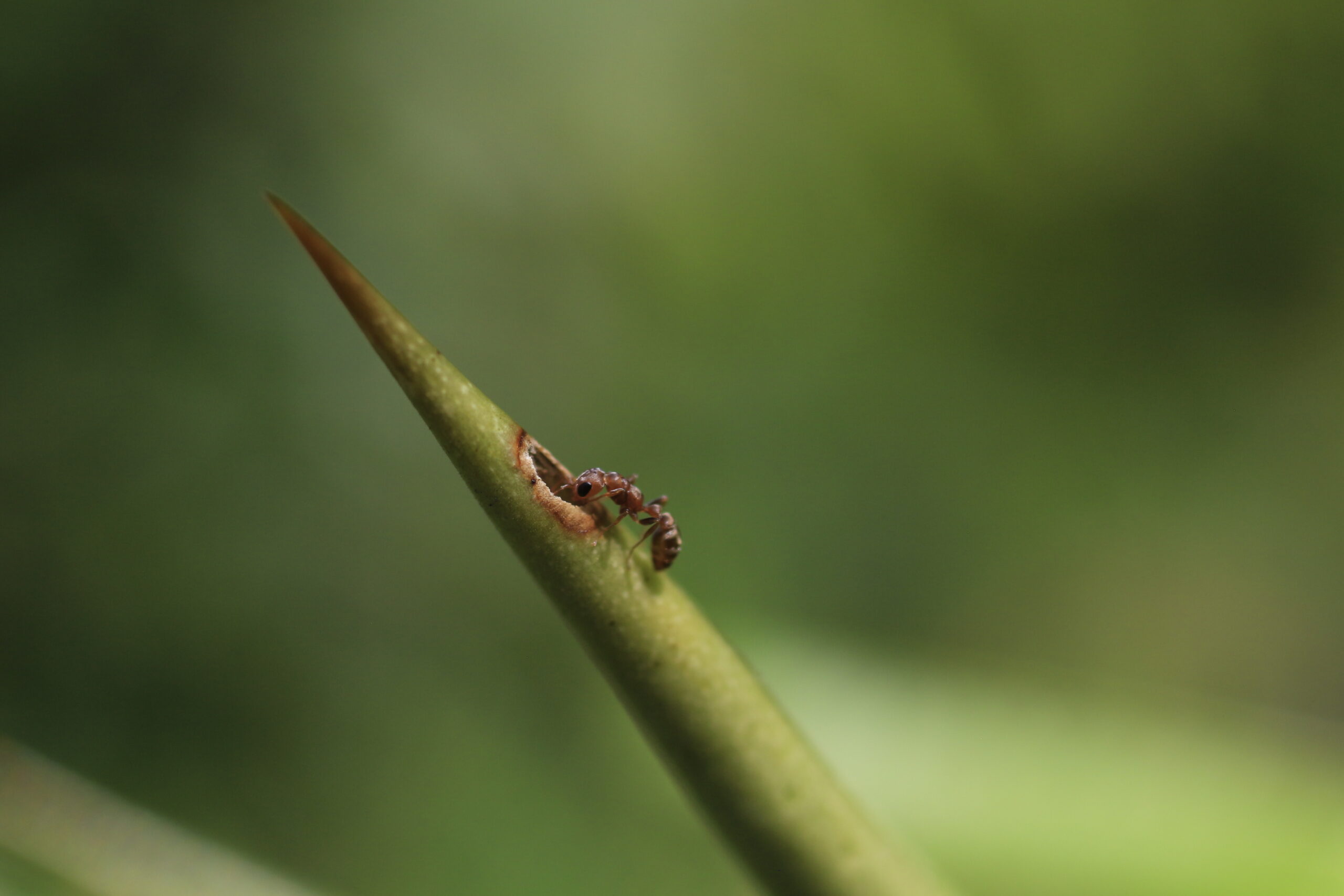 Fotogalería: Espinas, hormigas y biodiversidad