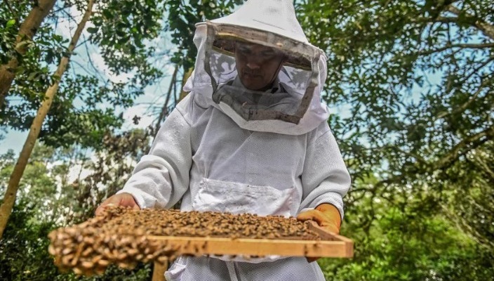 Mortandad apícola, desastre biocultural