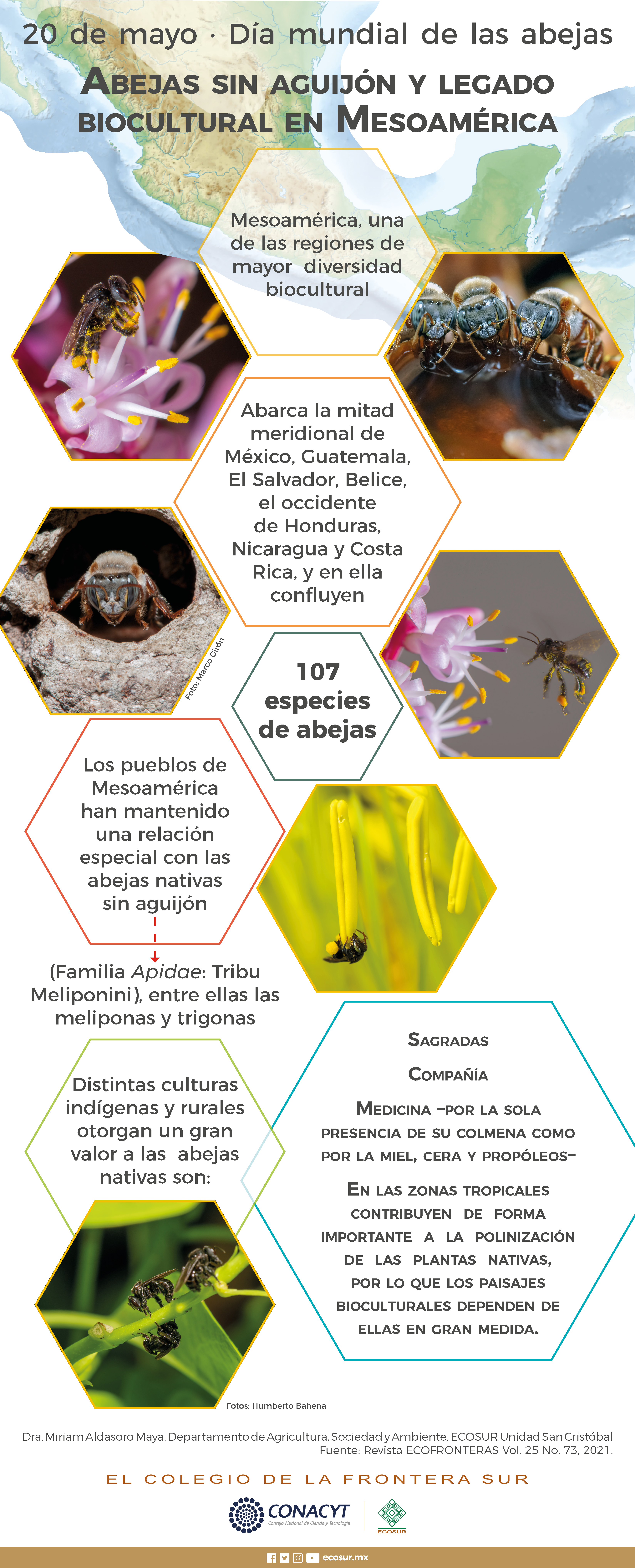 20 de mayo día internacional de las abejas. Abejas sin aguijón y legado biocultural en Mesoamérica.