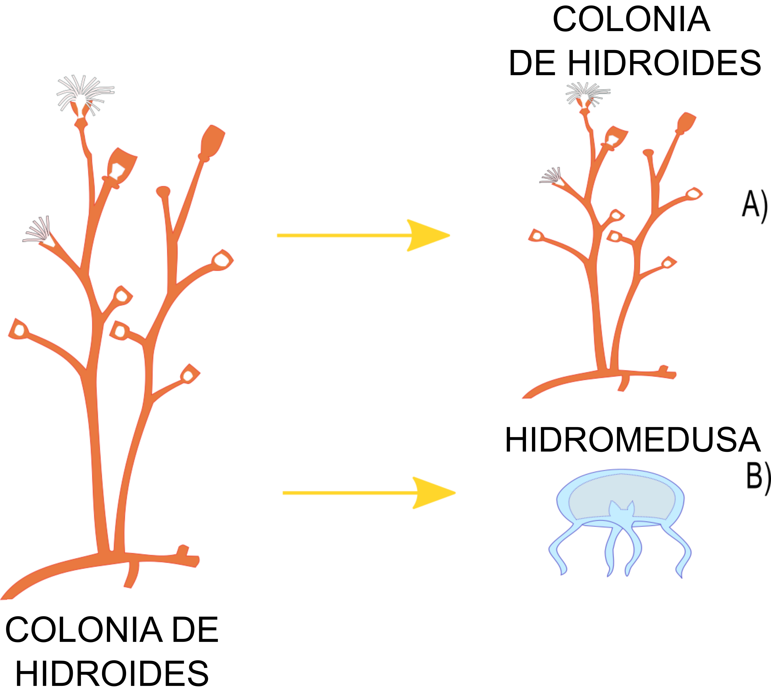 Los hidroides: pequeños grandes viajeros