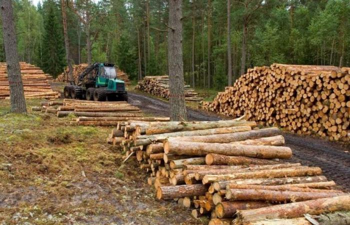 Pérdida de 811 mil hectáreas de árboles, causa del calor en Campeche: Ecosur