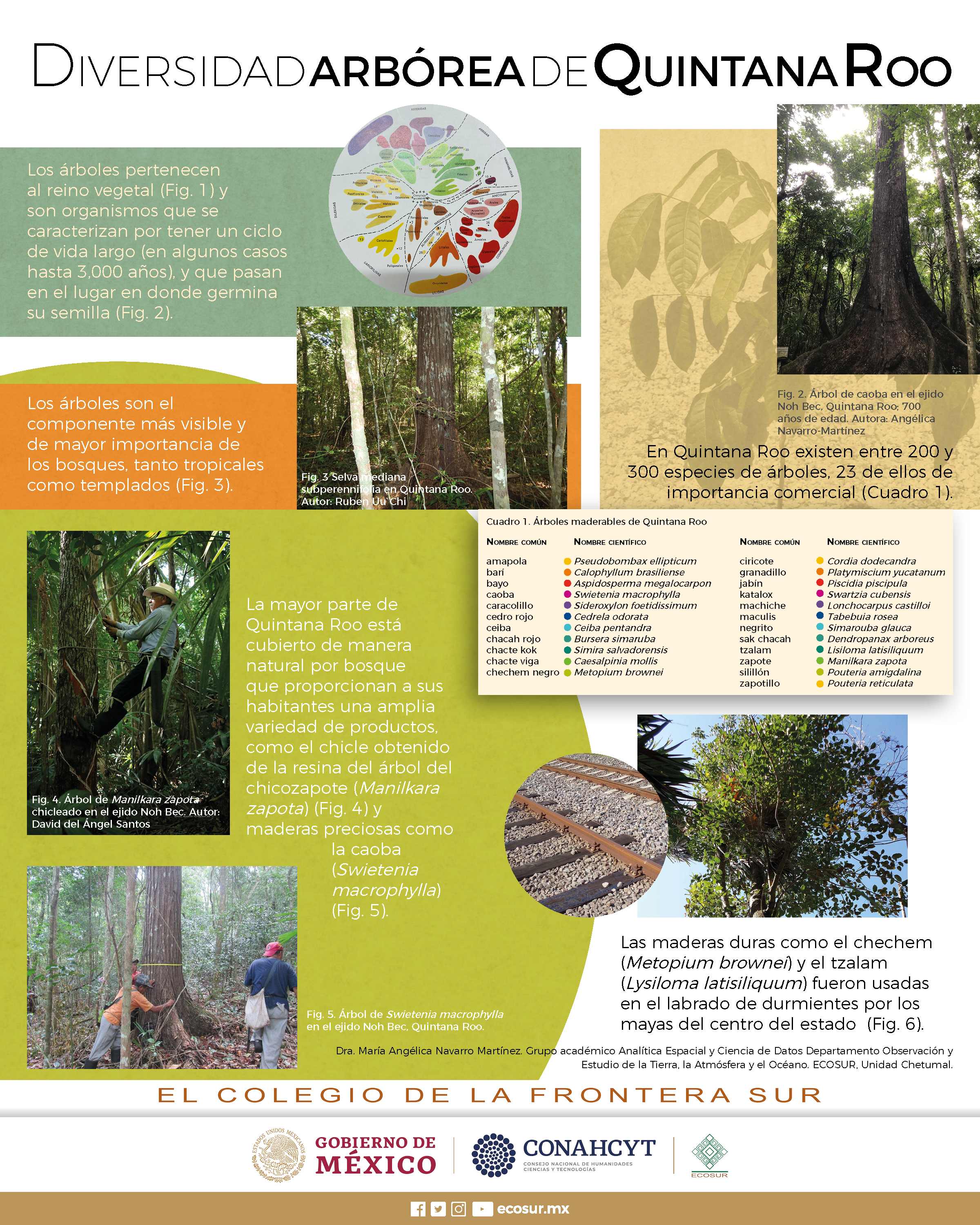 Diversidad arbórea de Quintana Roo