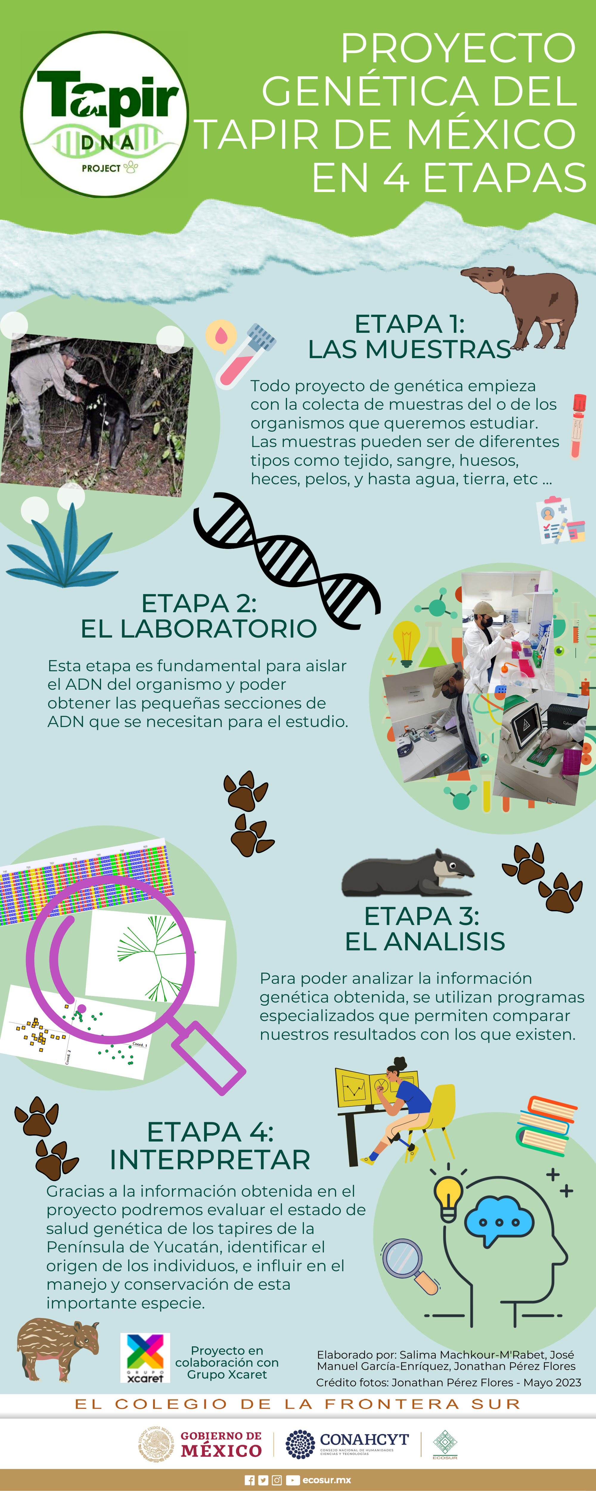 Proyecto Genética del Tapir de México en 4 etapas
