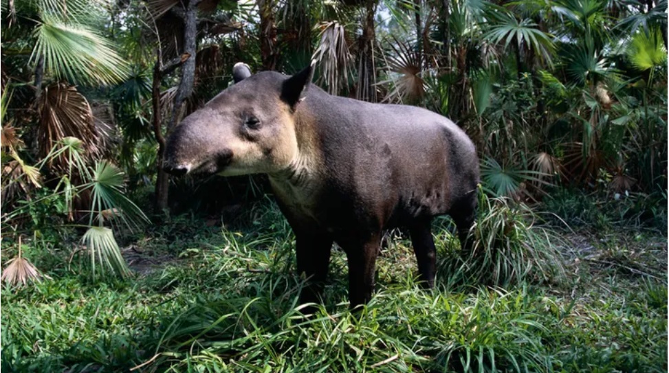 El tapir y los escarabajos peloteros: reforestando México