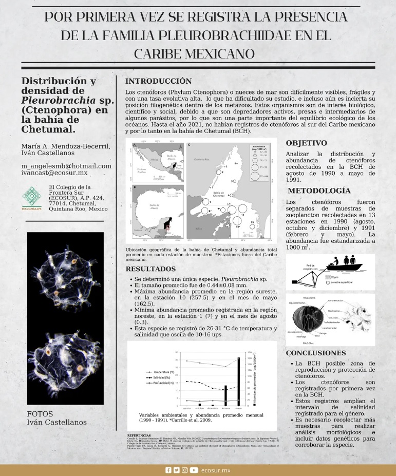 Presencia de medusas peine en la Bahía de Chetumal, Q.R., México