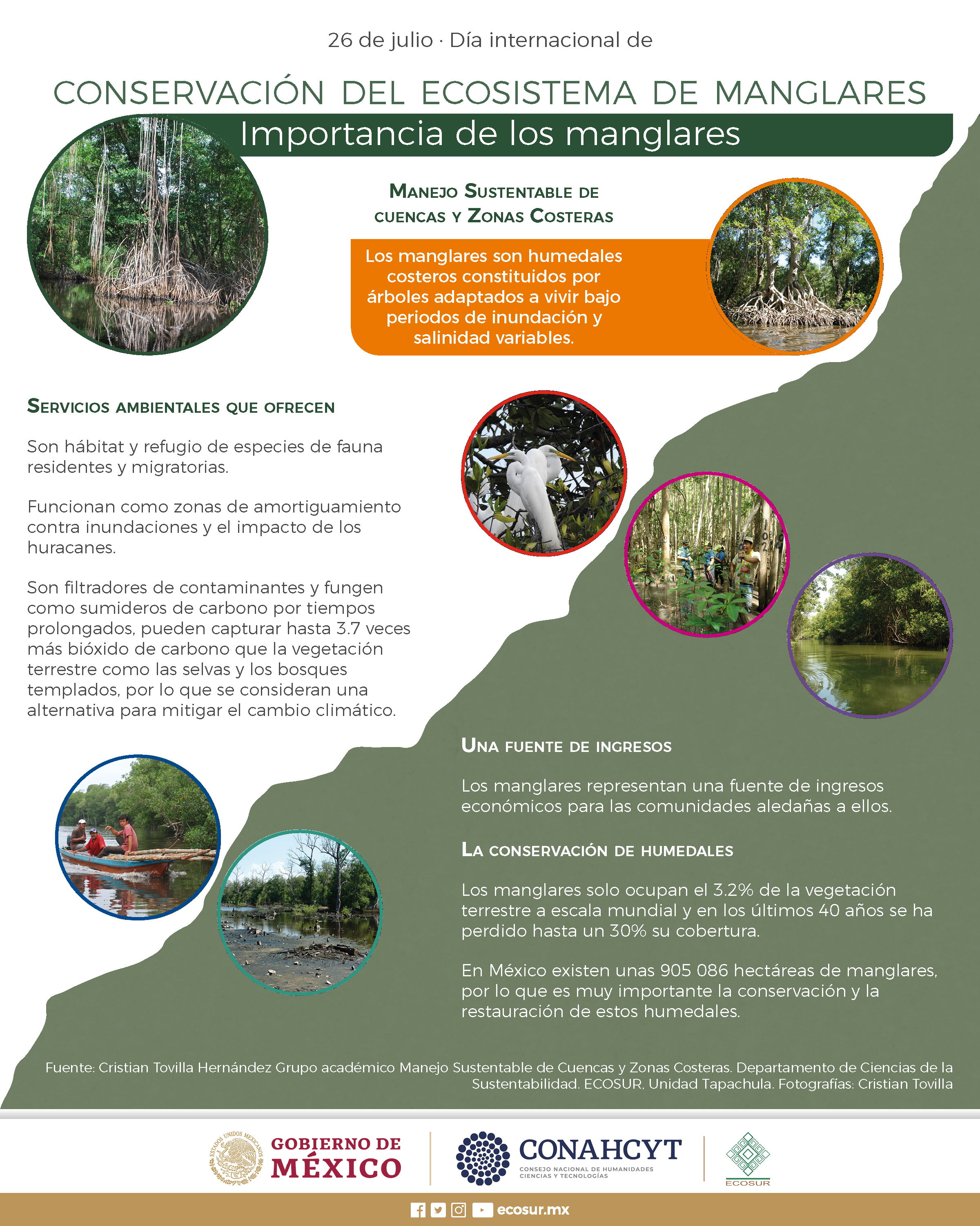 26 de julio, Día internacional de conservación del ecosistema de manglares