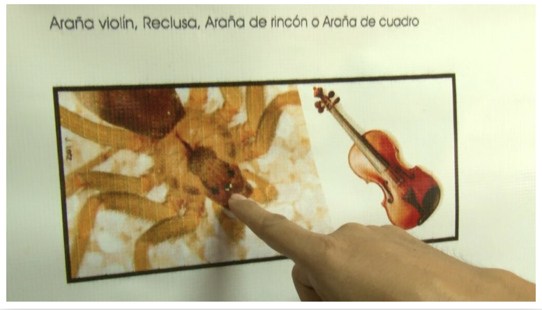 “Violinista” no tienen presencia en localidades del soconusco; académico ECOSUR.