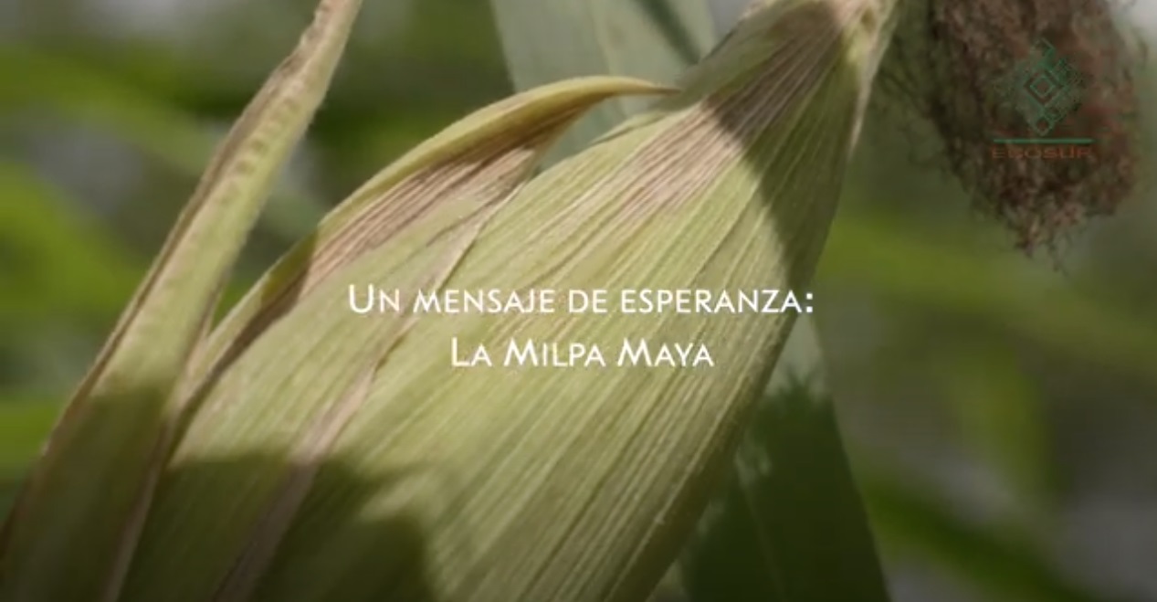 La milpa maya, un mensaje de esperanza